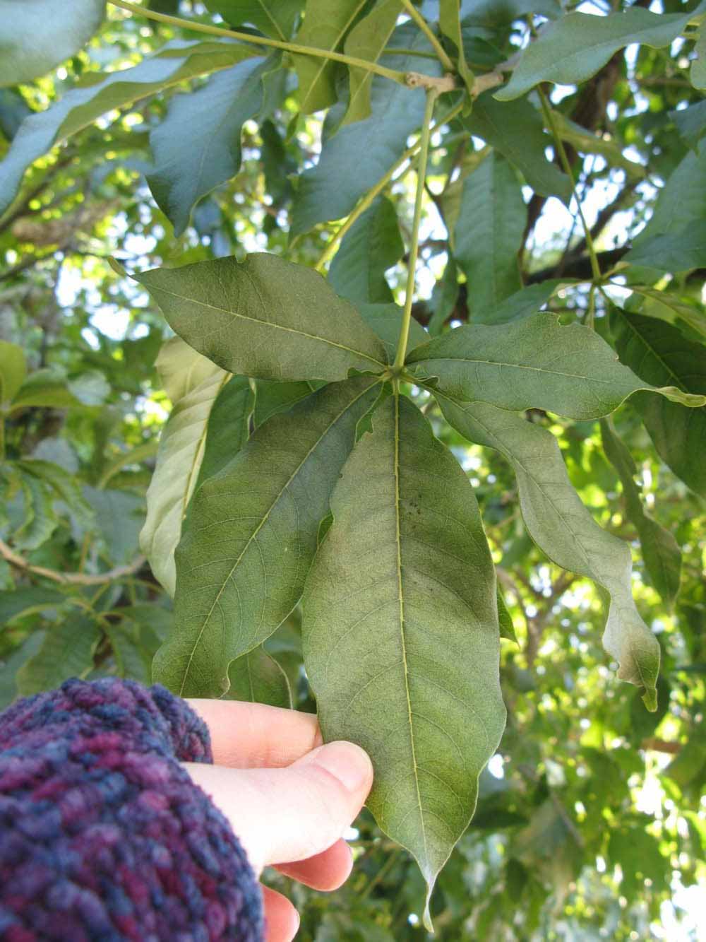              Compound leaf (Winter Haven, FL)       